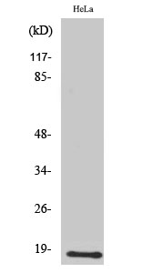 UBE2D2 Polyclonal Antibody