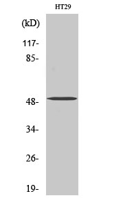 SMYD2 Polyclonal Antibody