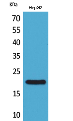 VHR Polyclonal Antibody