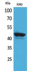 CD1E Polyclonal Antibody