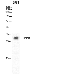 Spindlin-1 Polyclonal Antibody