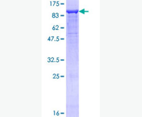 Recombinant Human WW Domain-Binding Protein 1/WBP1