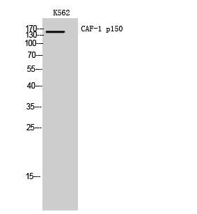 CAF-1 p150 Polyclonal Antibody