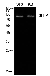 P-Selectin Polyclonal Antibody