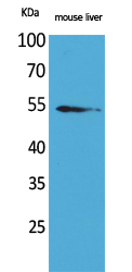 MDM2 Polyclonal Antibody