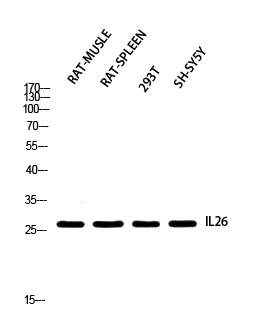 IL-26 Polyclonal Antibody