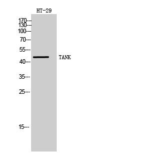 TANK Polyclonal Antibody