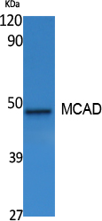 MCAD Polyclonal Antibody