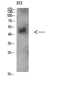 NK-3R Polyclonal Antibody