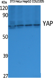 YAP Polyclonal Antibody