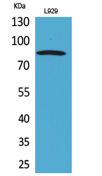 PDGFR-α Polyclonal Antibody