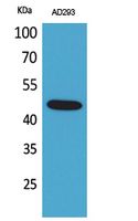 SCYL1BP1 Polyclonal Antibody