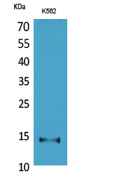 CD59 Polyclonal Antibody