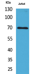 Ku-70 Polyclonal Antibody