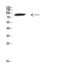 FAM48A Polyclonal Antibody