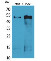 Tubulin α Polyclonal Antibody