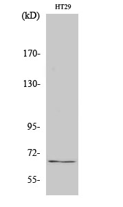 TAF5L Polyclonal Antibody