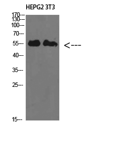 IL-17RB Polyclonal Antibody