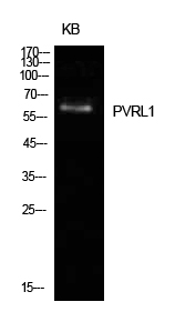 Nectin 1 Polyclonal Antibody