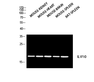 IL-1F10 Polyclonal Antibody