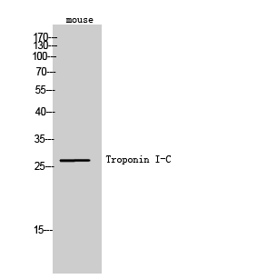 Troponin I-C Polyclonal Antibody