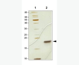 Recombinant Mouse T cell Immunoglobulin and Mucin Domain-3/TIM-3/HAVCR2