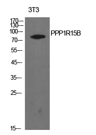 PPP1R15B Polyclonal Antibody