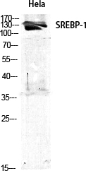 SREBP-1 Polyclonal Antibody