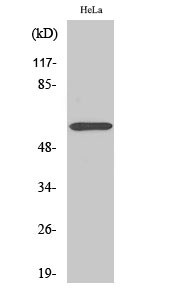 ZNF397 Polyclonal Antibody