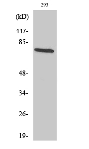 TCF-3 Polyclonal Antibody