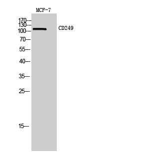 CD249 Polyclonal Antibody