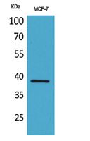 Cerberus Polyclonal Antibody