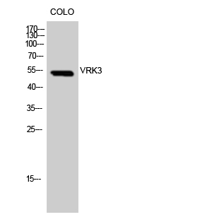 VRK3 Polyclonal Antibody