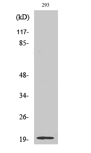 Stathmin-3 Polyclonal Antibody