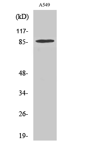 TAF II p100 Polyclonal Antibody