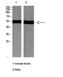 Tubulin α Polyclonal Antibody