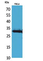 IL-33 Polyclonal Antibody