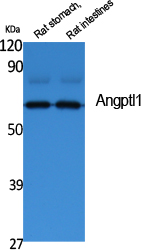 Angptl1 Polyclonal Antibody