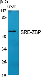 SRE-ZBP Polyclonal Antibody