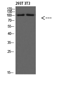 PI 3 Kinase Class 3 Polyclonal Antibody