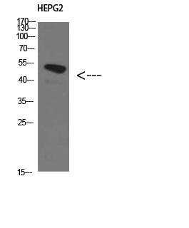 Hic-5 Polyclonal Antibody