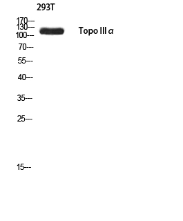 Topo IIIα Polyclonal Antibody