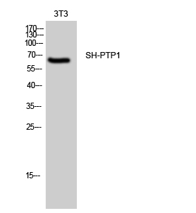 SH-PTP1 Polyclonal Antibody