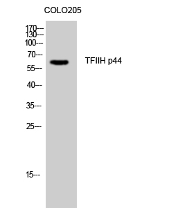 TFIIH p44 Polyclonal Antibody