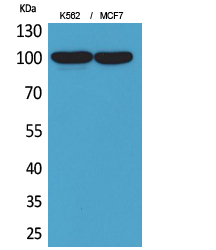 CD203c Polyclonal Antibody