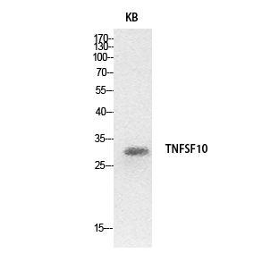 TRAIL Polyclonal Antibody