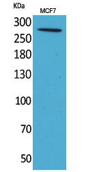 IGF-IIR Polyclonal Antibody