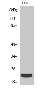 TNF-β Polyclonal Antibody