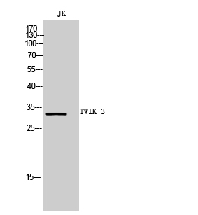 TWIK-3 Polyclonal Antibody