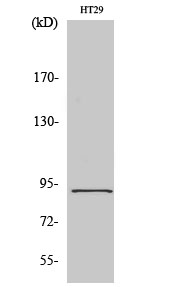 Stat5 Polyclonal Antibody